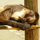 L'heure de la sieste...