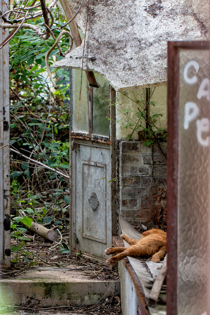 L'heure de la sieste  .