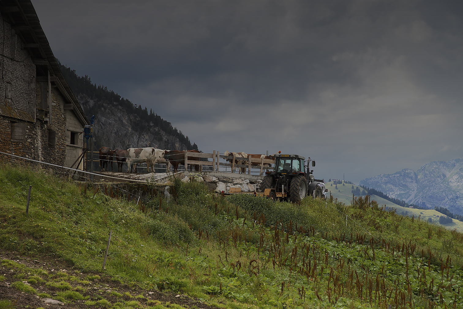 L'heure de la traite en ferme d'alpage