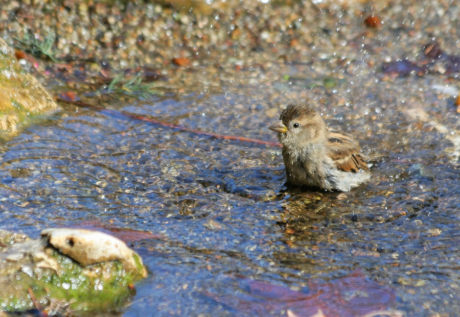 l'heure du bain