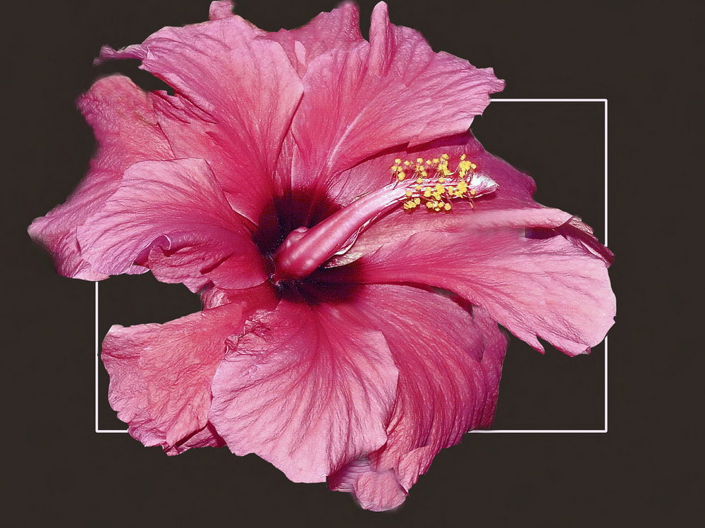 L'hibiscus