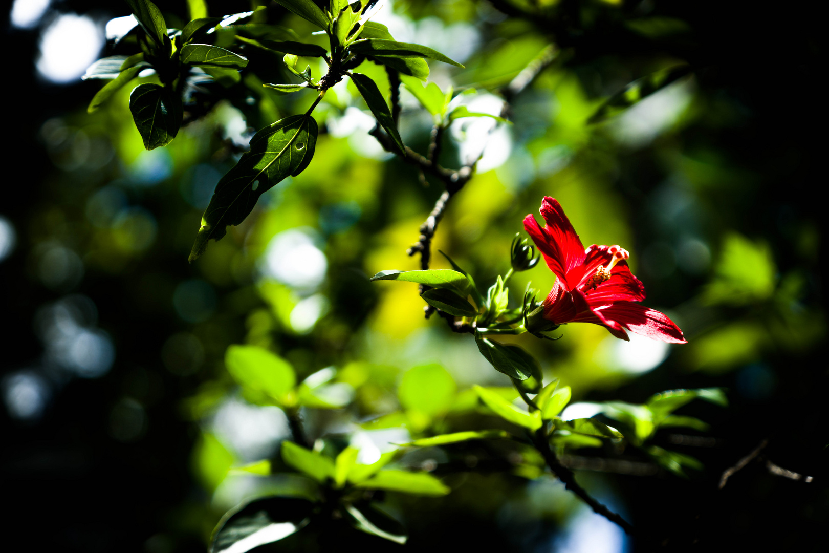 L'hibiscus menacée d'extinction