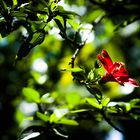 L'hibiscus menacée d'extinction