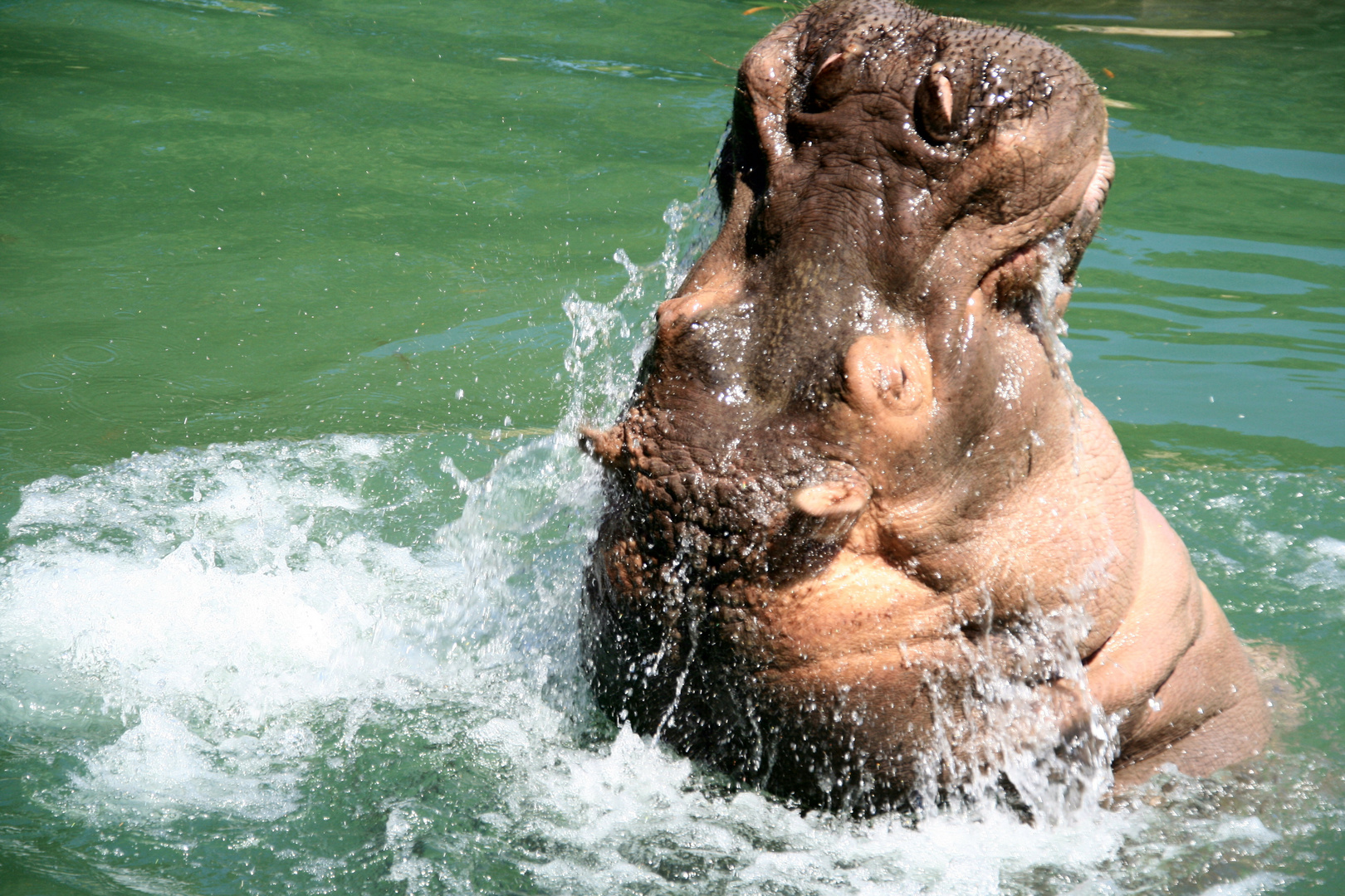 L'Hippo.