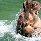 L'Hippo.