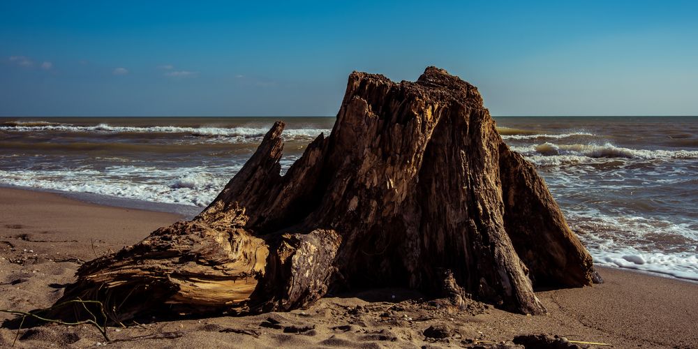 L'histoire d'un fier arbre