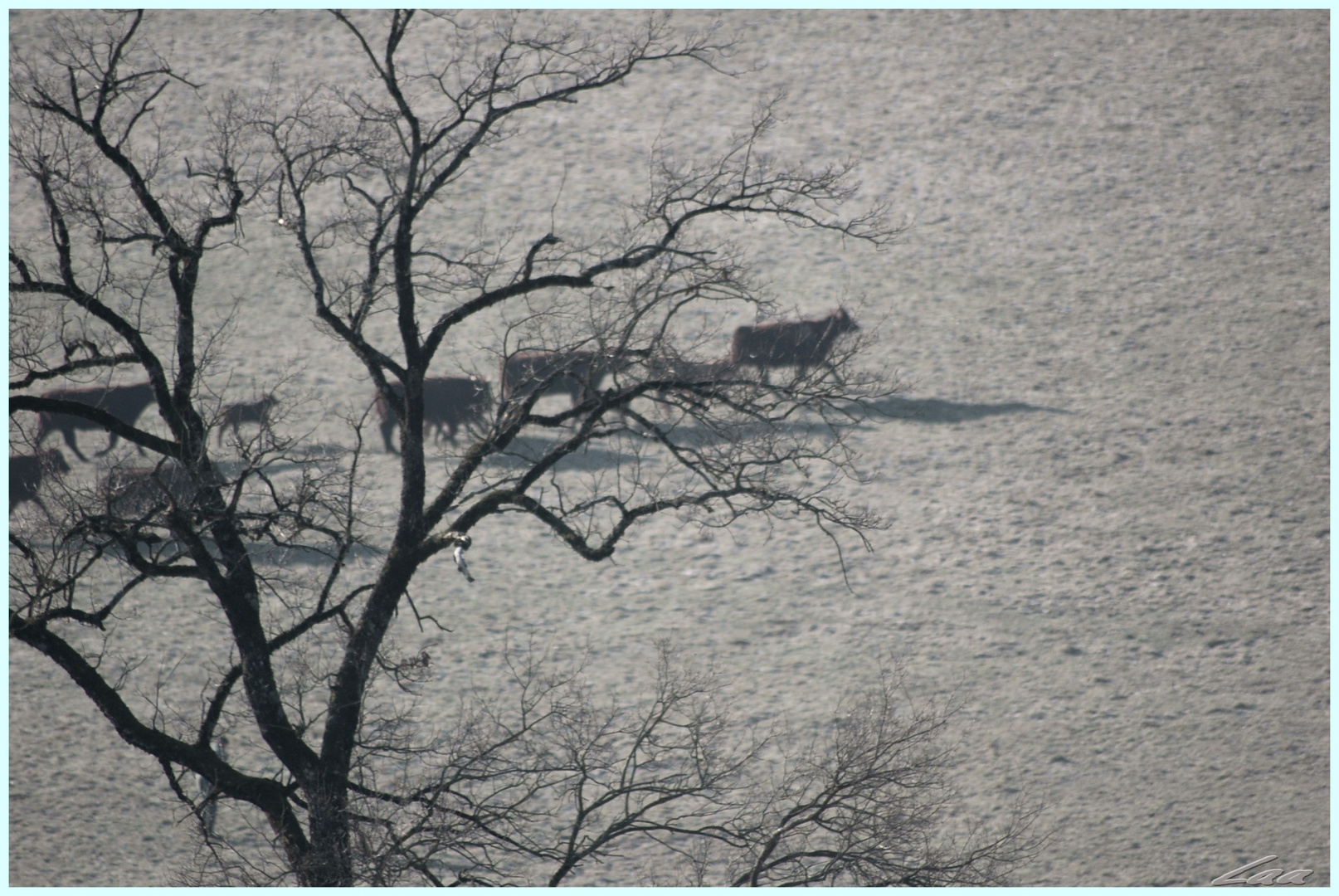 L'hiver dans les prairies