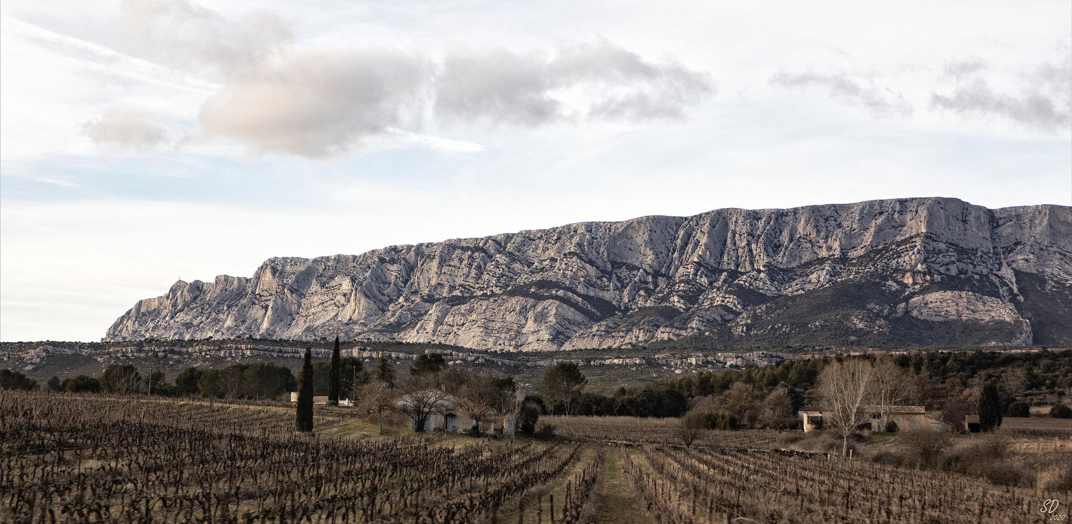 L'hiver dans les vignes 