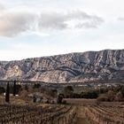 L'hiver dans les vignes 