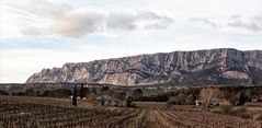 L'hiver dans les vignes 