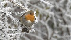 L'hiver du Rouge Gorge