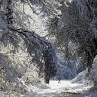 " L'hiver en forêt "