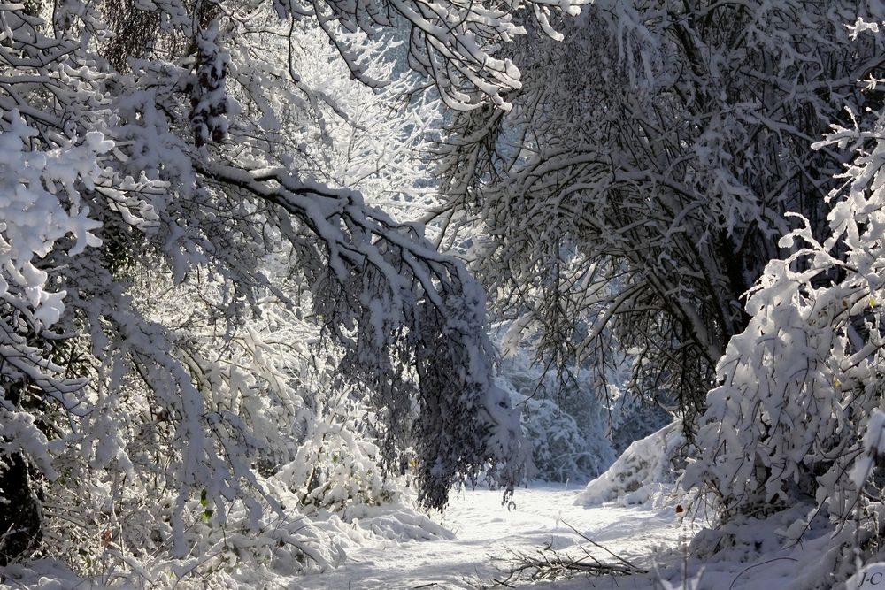 " L'hiver en forêt "