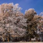 L'hiver est parfois triste, mais il peut être gaie autant.