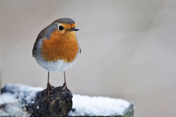 L'hiver nous rapproche ...