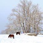 l'hiver pour tous