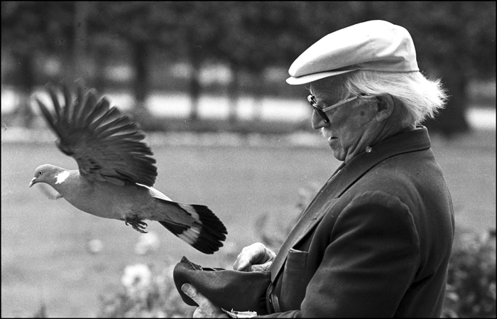 L'homme au pigeon