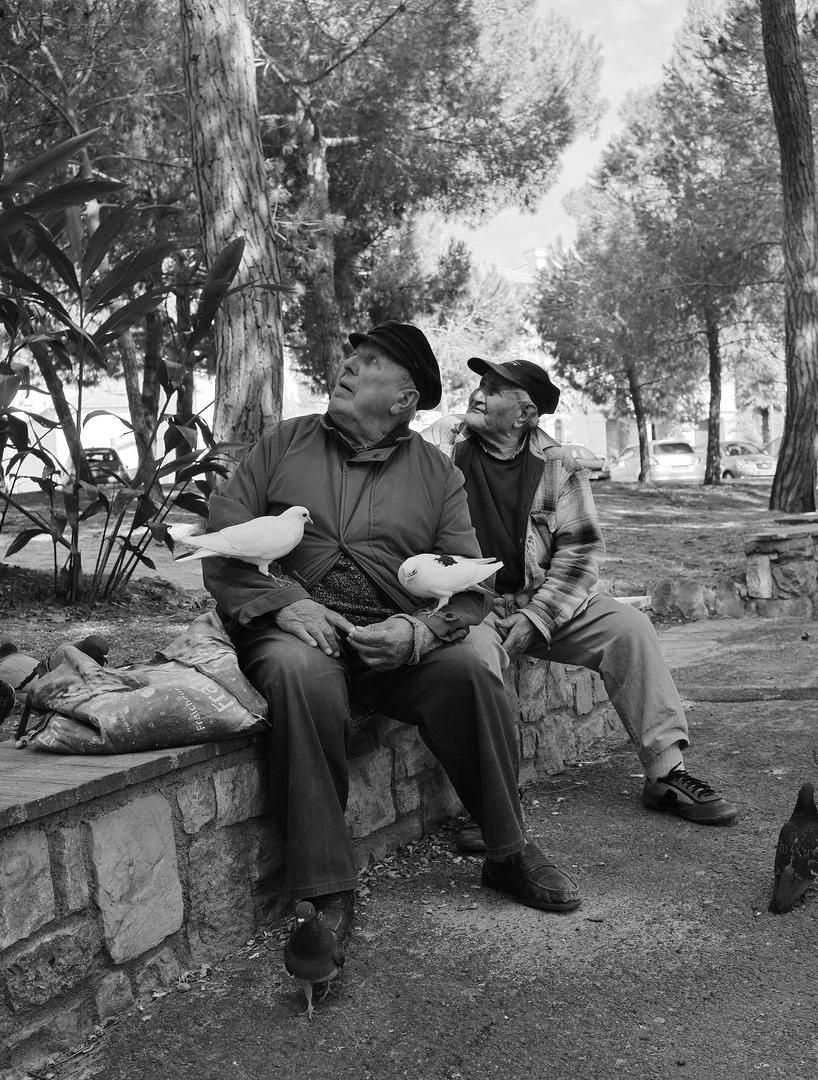 L'homme aux pigeons