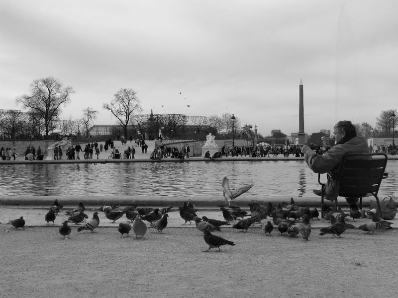 L'homme aux pigeons