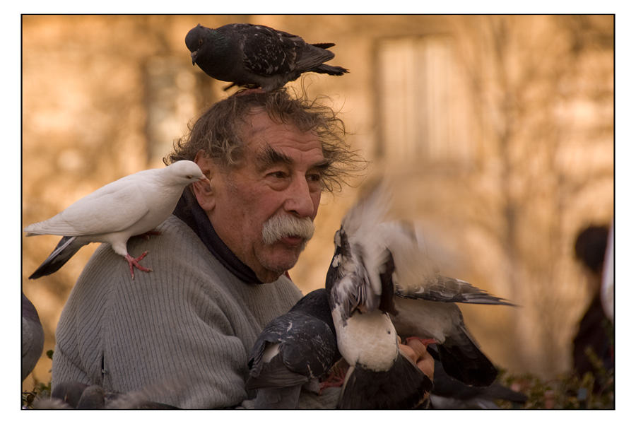 l'homme aux pigeons (III)