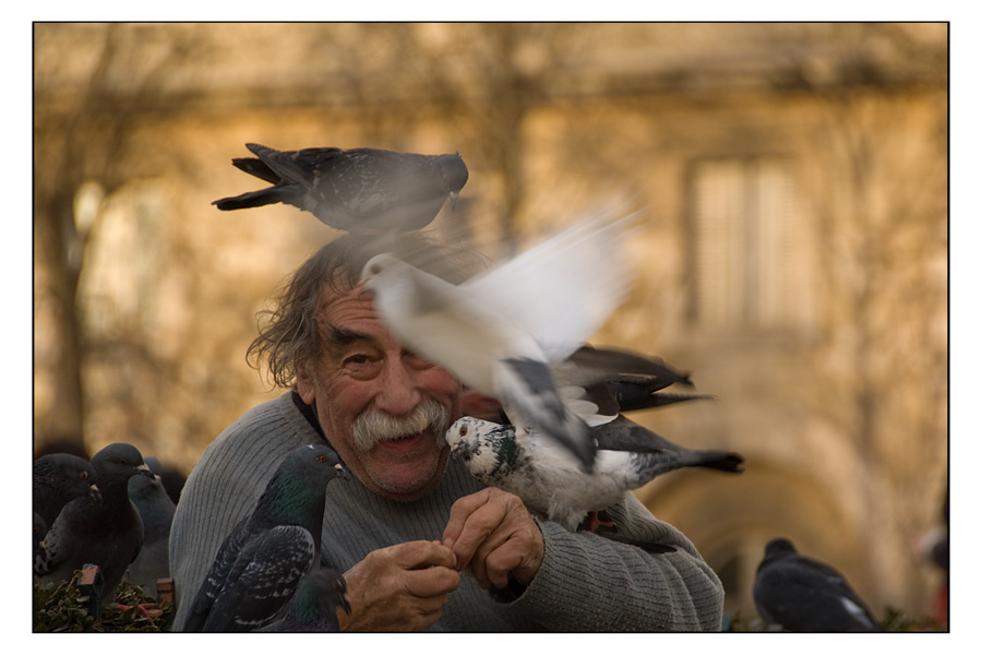 l'homme aux pigeons (IV)