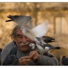 l'homme aux pigeons (IV)