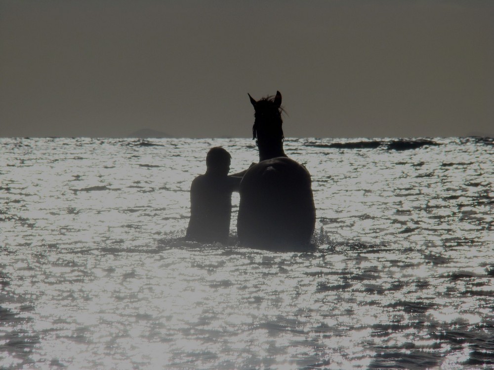 l'homme et le cheval