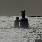 l'homme et le cheval