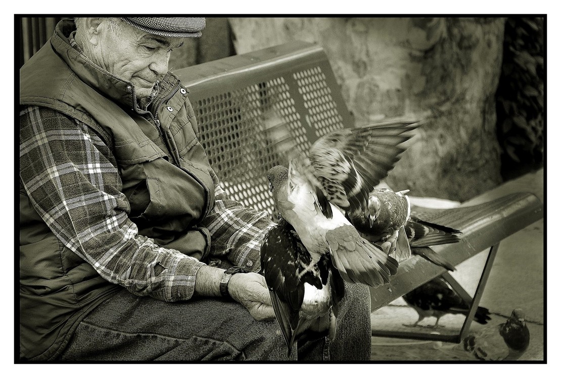 L'homme et les pigeons