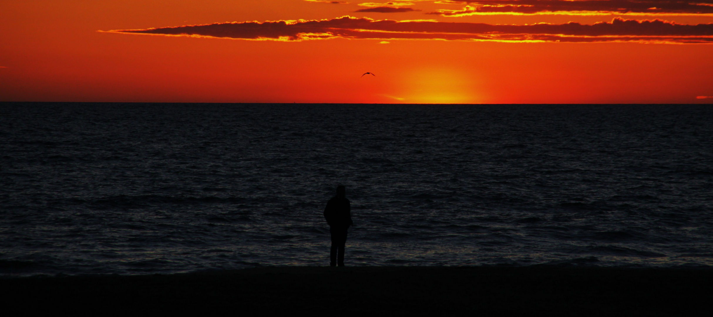 L'homme et l'oiseau