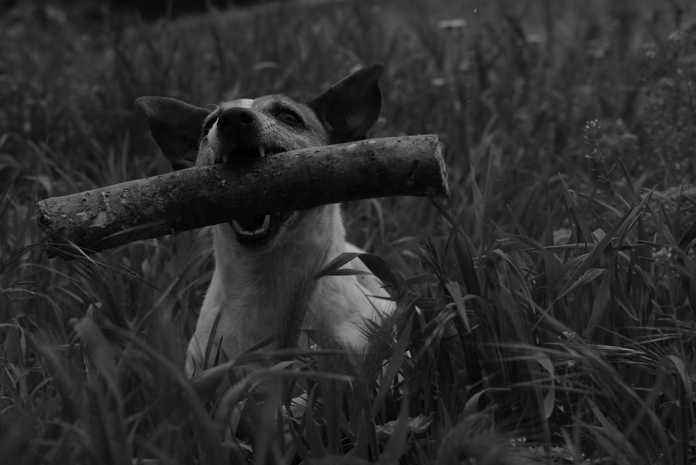 " L'homme naît perfectible, l'animal naît parfait."