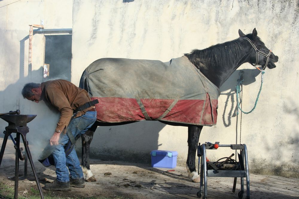 l'homme qui chatouillait les chevaux