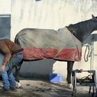 l'homme qui chatouillait les chevaux