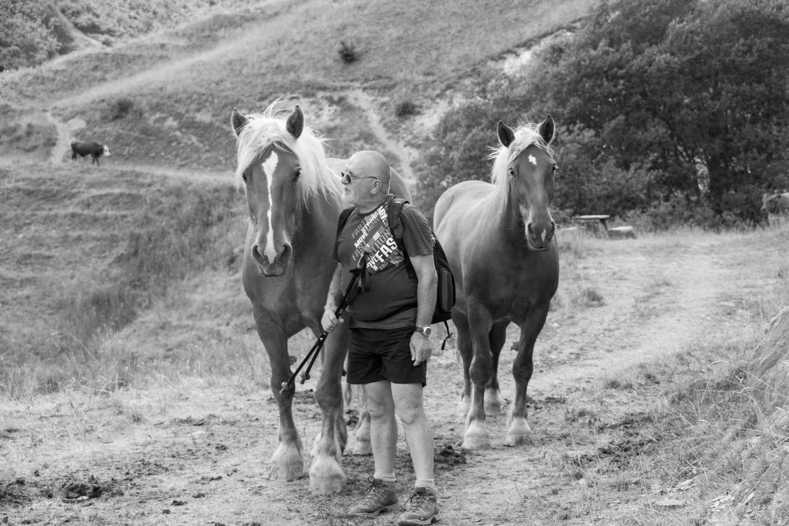 L'homme qui parlait à l'oreille des chevaux