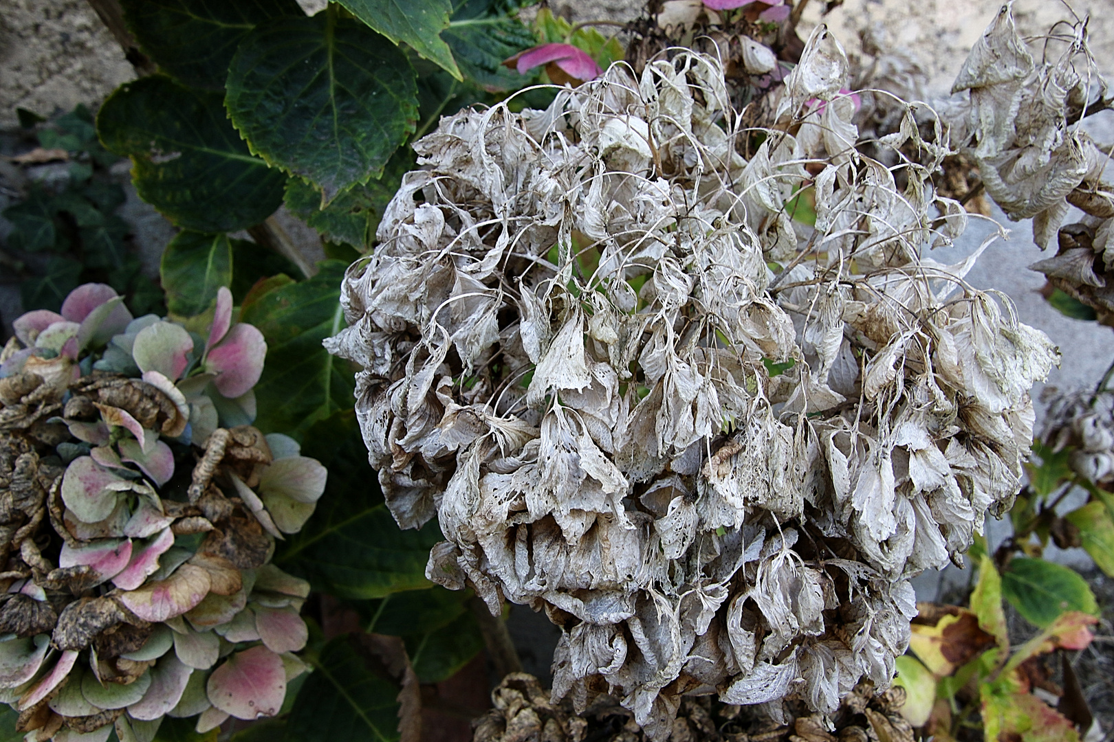 l'hortensia fané !