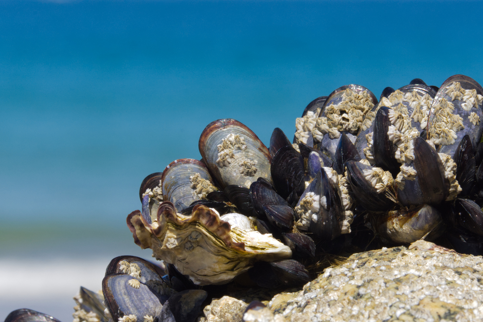 l'huître et les moules