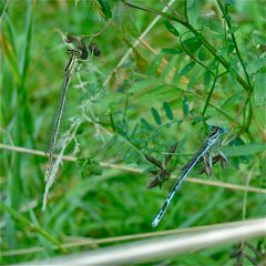 li. Weibchen, re. Männchen der Blauen Federlibelle (Platycnemis pennipes)