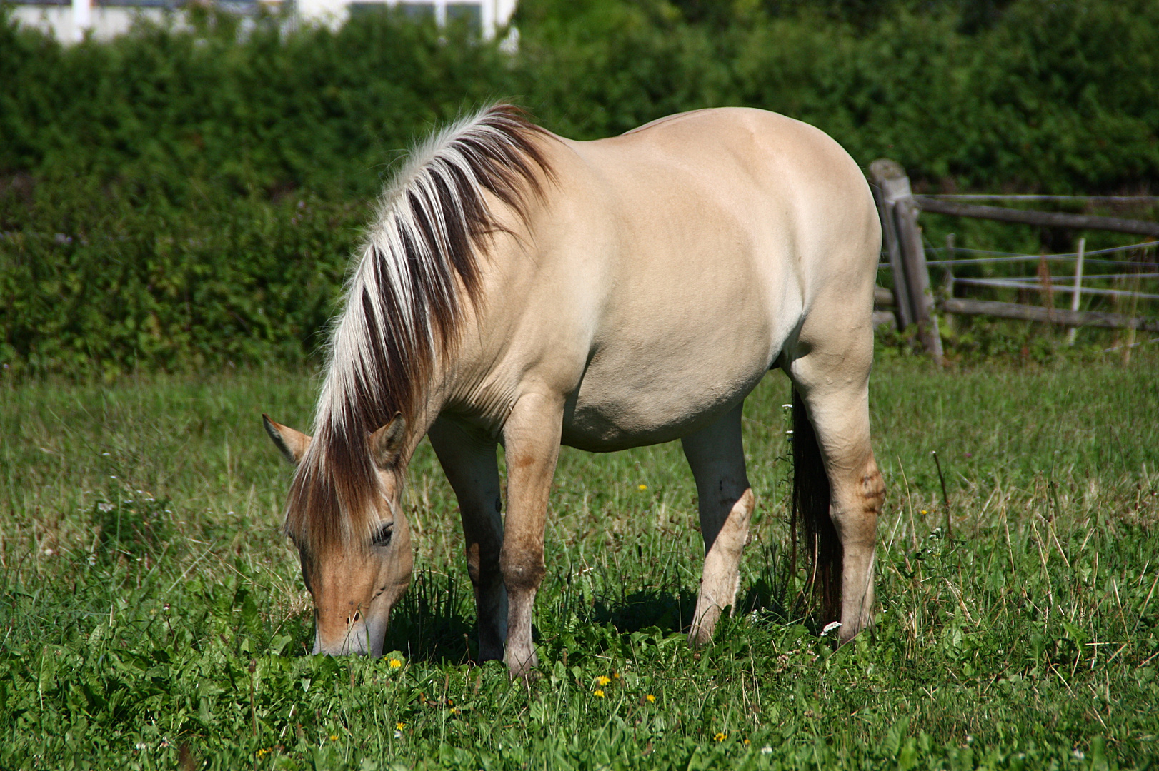 Lia genießt das frische Gras