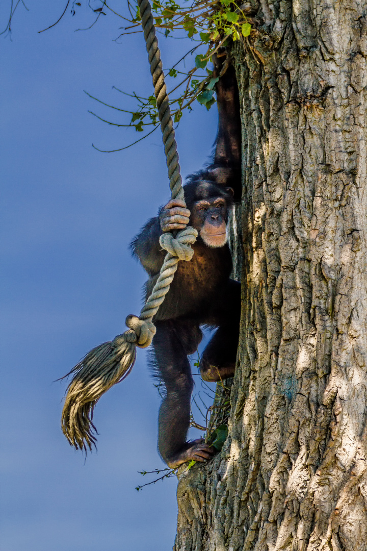 Liane ist altmodisch, Tarzan!