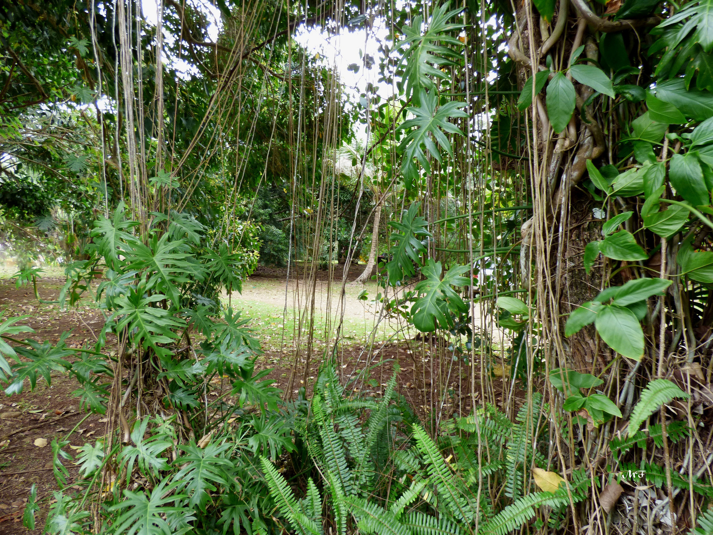 Lianes photo et image arbres, nouvellecalédonie,