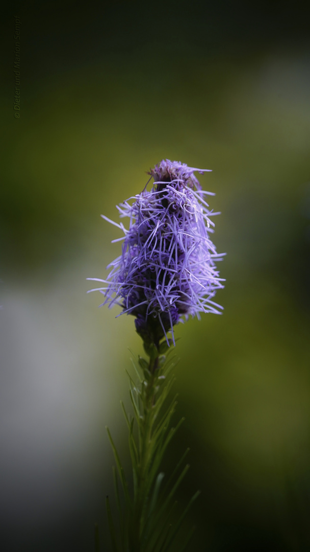 Liatris graminifolia (Grasblättrige Prachtscharte)