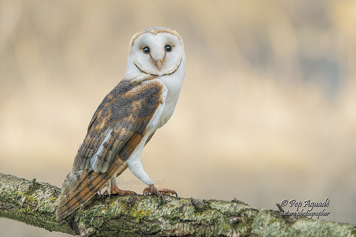 Òliba (Tyto alba) Lechuza común - 2017