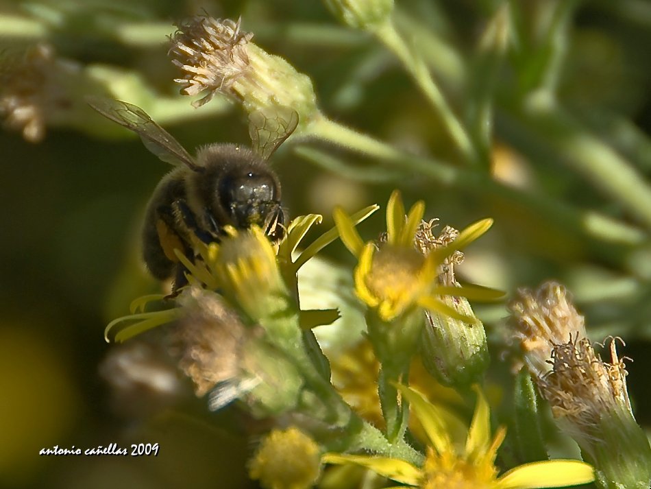 Libando en flores marchitas...