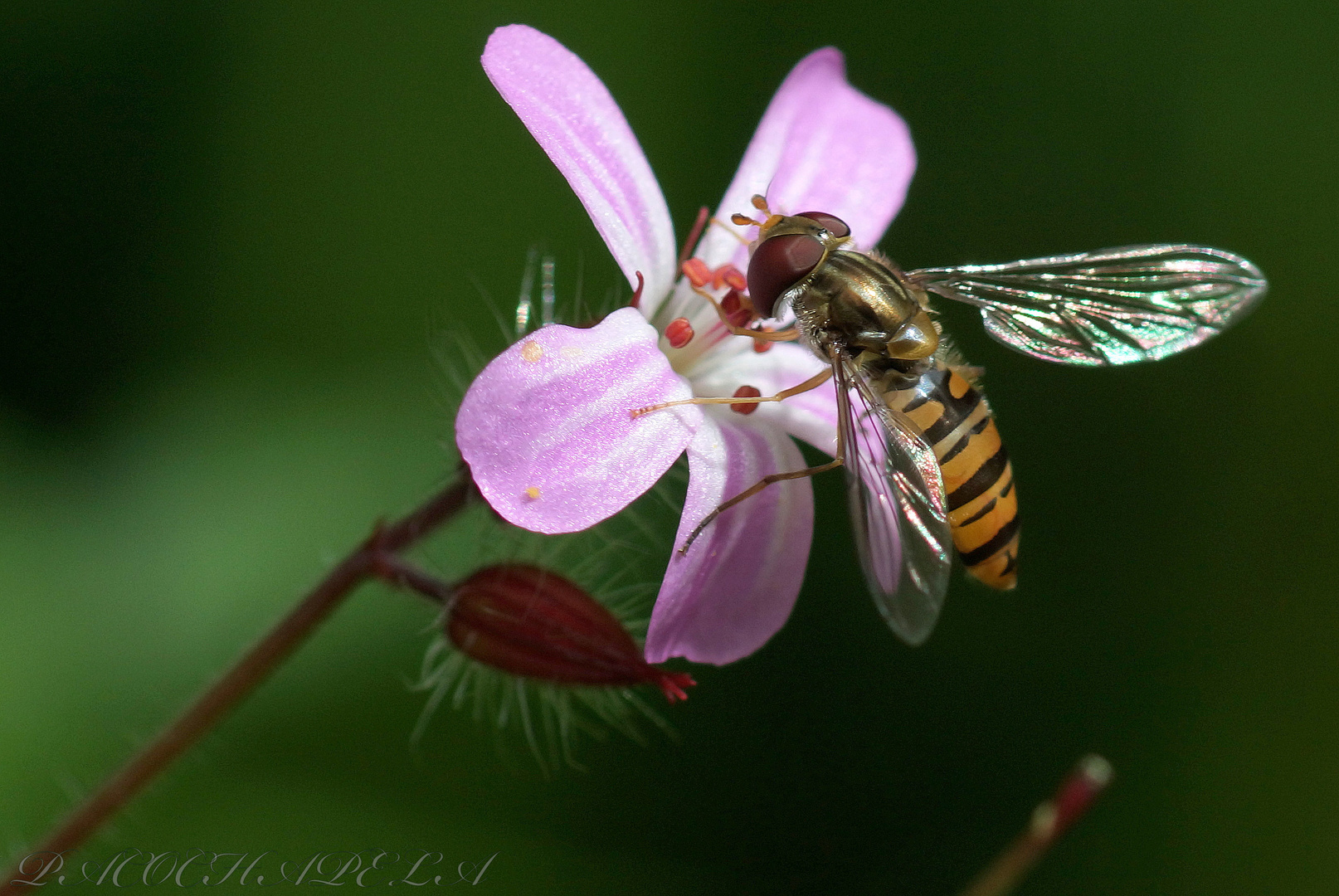 Libando en pequeña flor