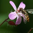 Libando en pequeña flor