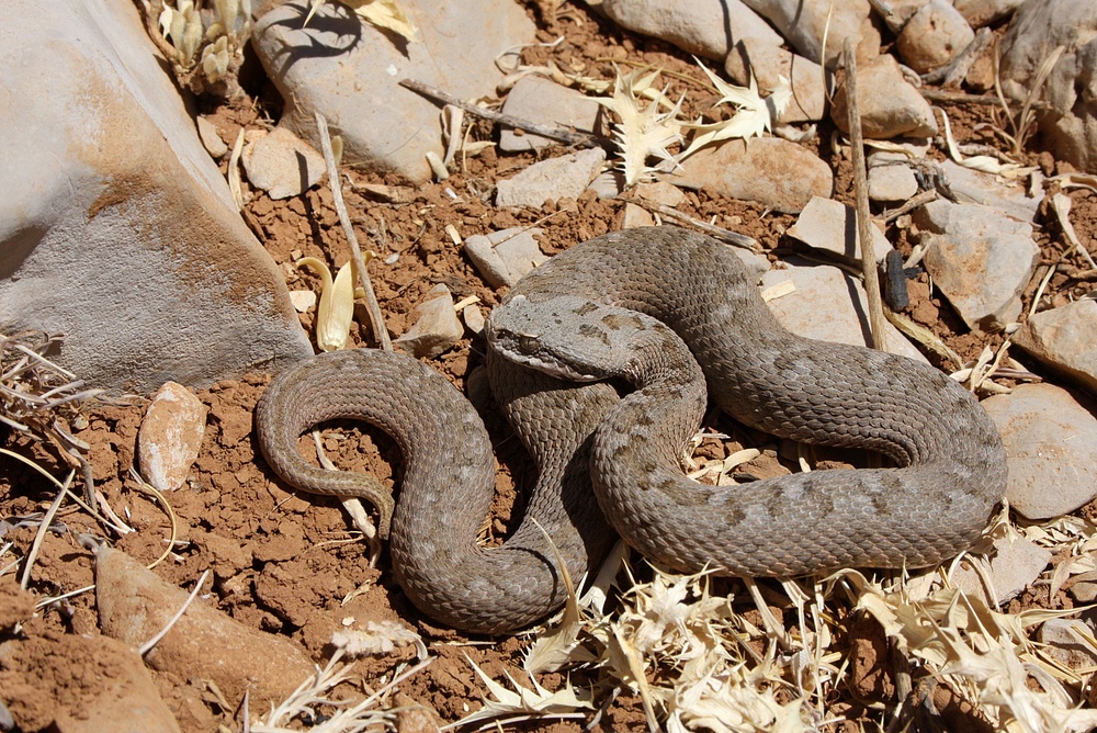 Libanesische Bergotter (Vipera bornmuelleri) Weibchen