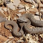 Libanesische Bergotter (Vipera bornmuelleri) Weibchen