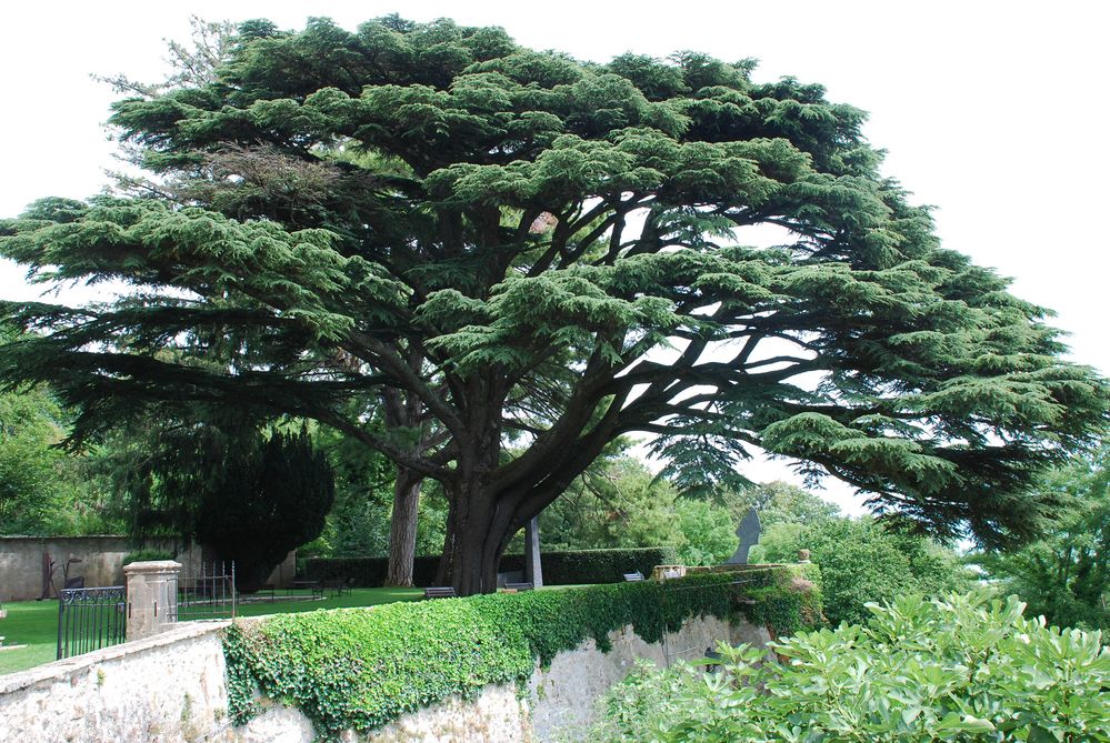 Libanonzeder am Fusse des Jura - ein botanisches Wunder!