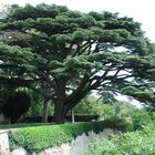 Libanonzeder am Fusse des Jura - ein botanisches Wunder!