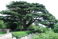 Libanonzeder am Fusse des Jura - ein botanisches Wunder!